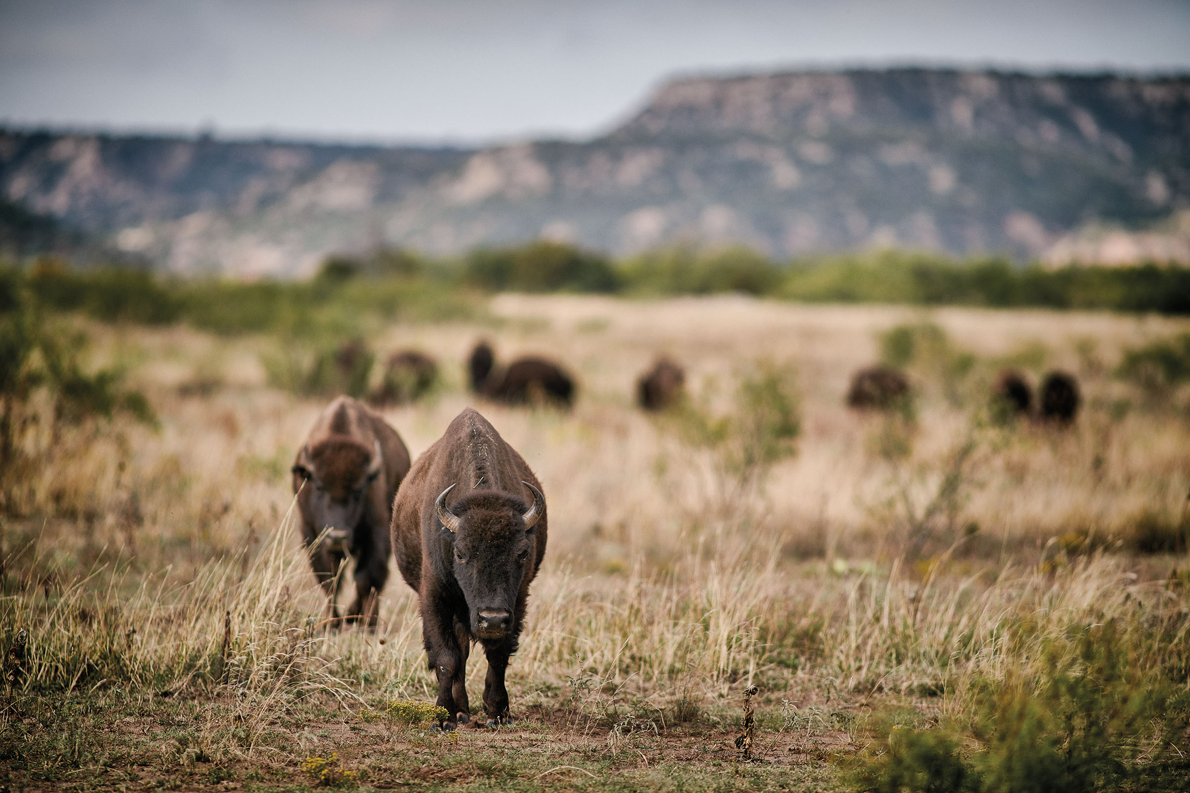 A herd of bison walk through scrub grasses and short trees. The bison are dark brown with horns.