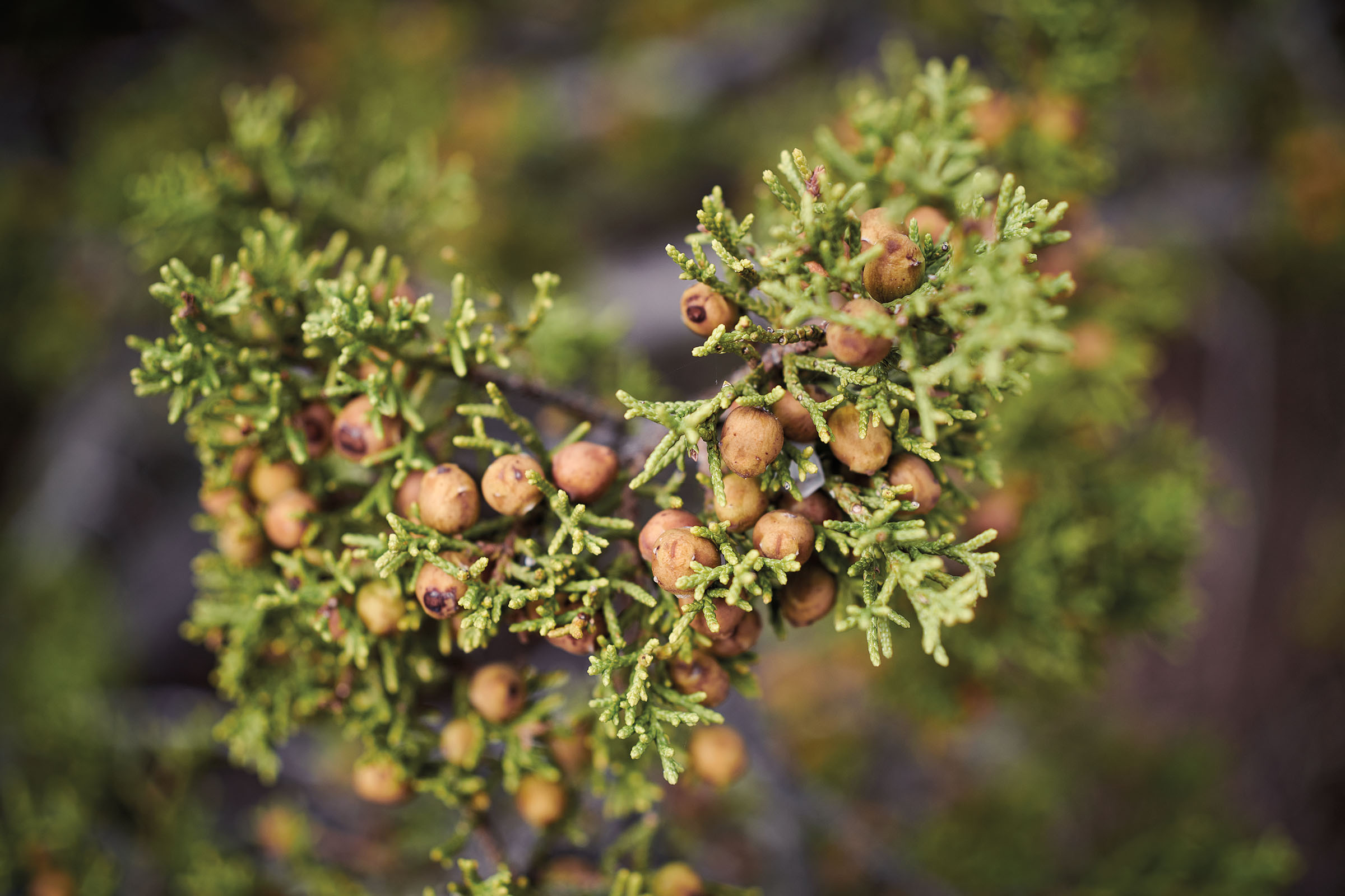 Tan berries amid green sprigs on a cedar branch