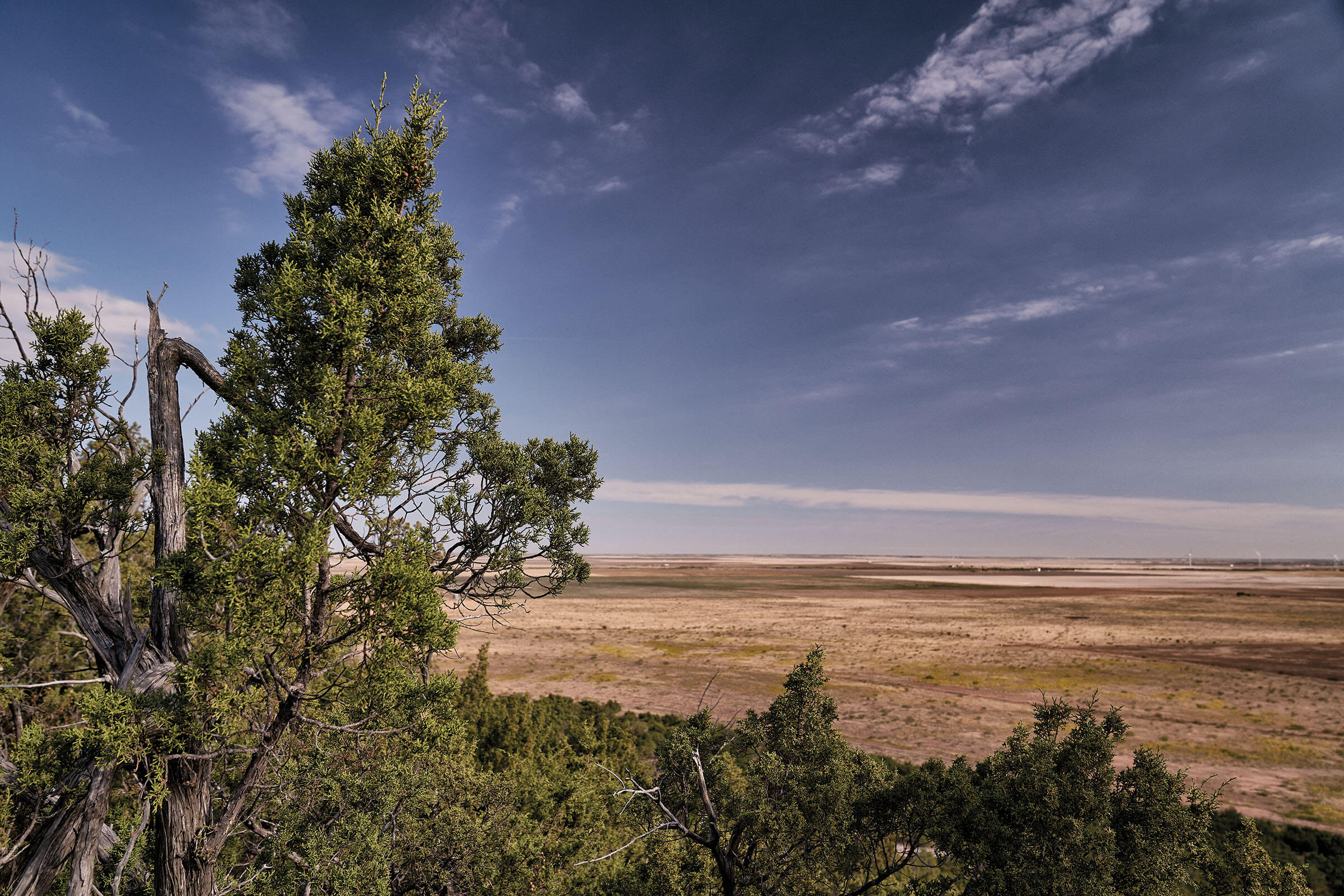 Green trees grow from the top of a mound looking out over a vast, dry desert landscape