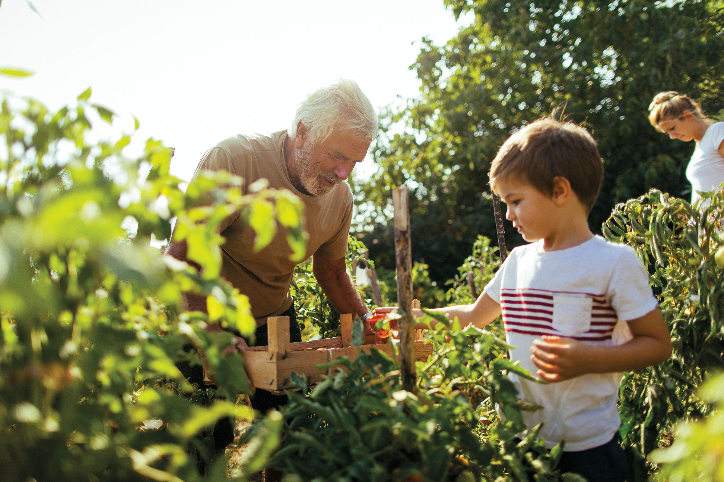 Little boy learning the basics of gardening from his grandfather, on a beautiful sunny day they are spending outdoors in nature