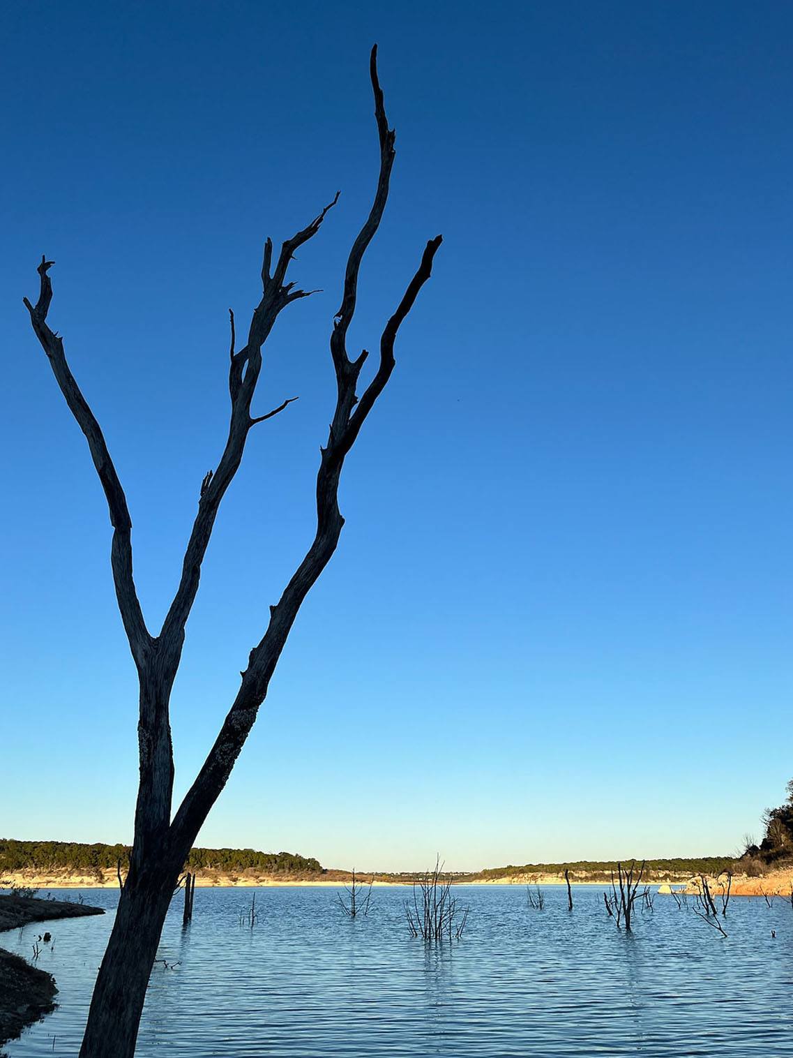Dark leafless tree branches grow out of the water under a blue sky