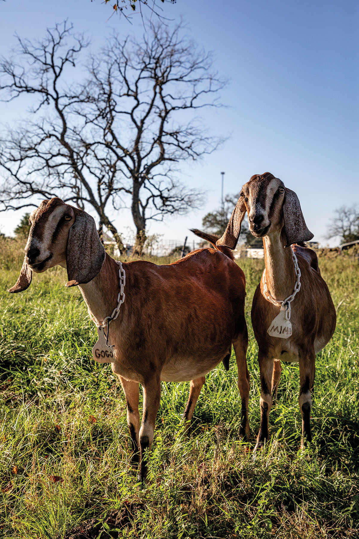 Two goats with name tags stand in a field next to a brown tree