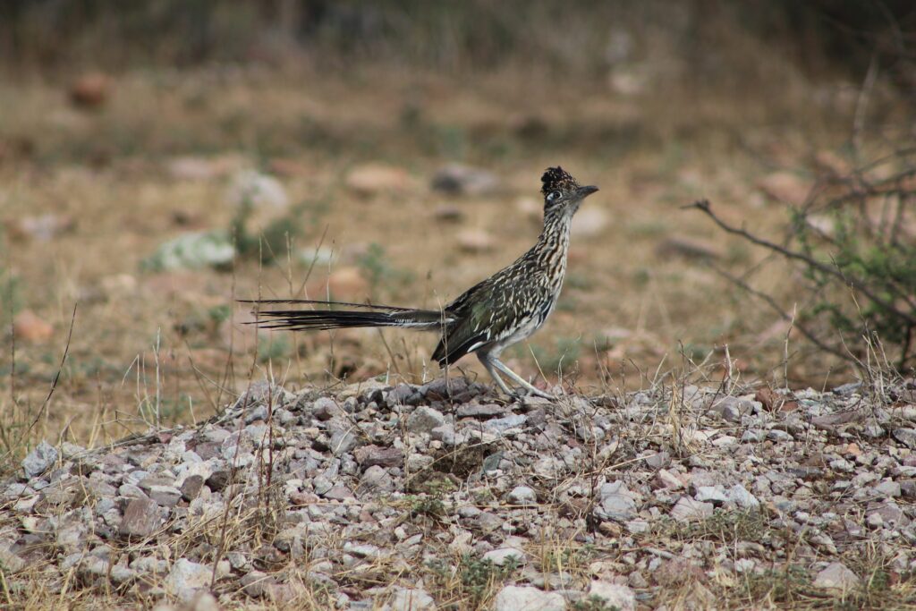 A roadrunner stands in a rocky environment looking at the camera