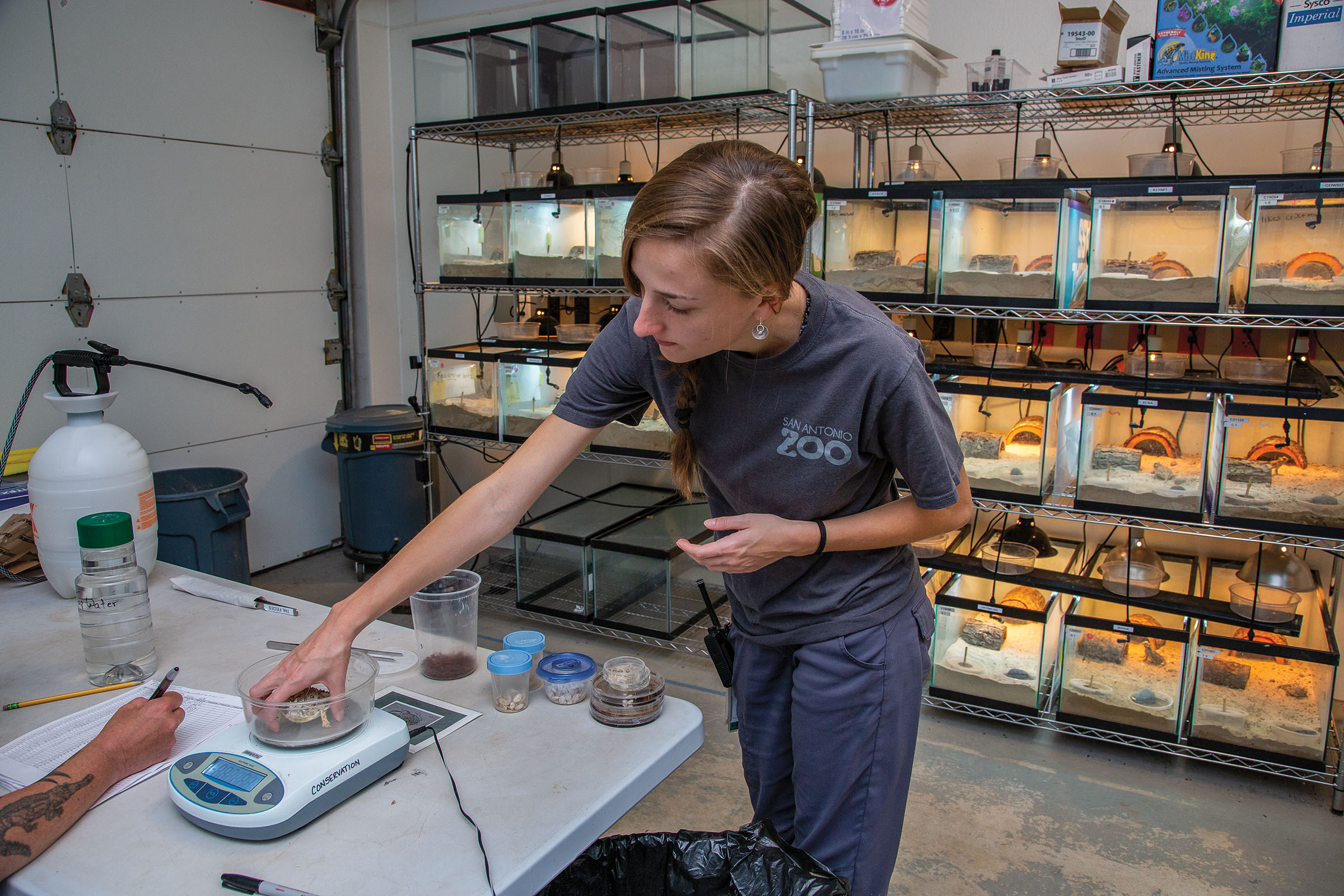 A woman places a horny toad on a small scale. The background shows dozens of lit, warmed tanks holding different reptiles.