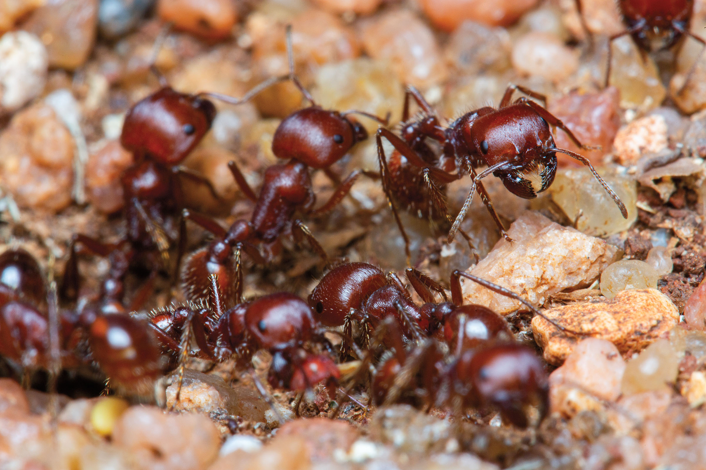 A collection of bright red ants with small claws and front pinchers on a rocky background