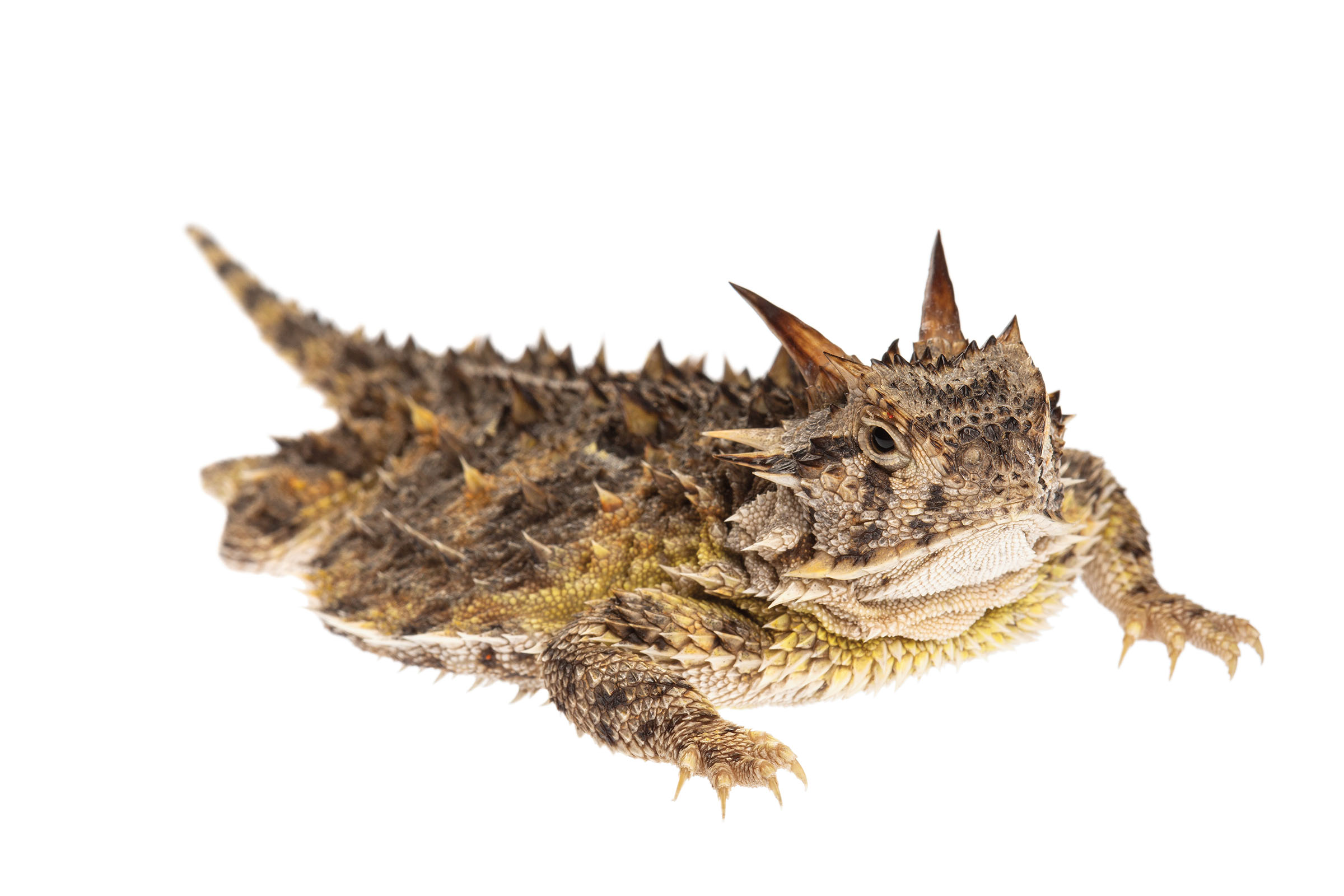 A brown, black, and gold lizard covered in pointy horns on a white background