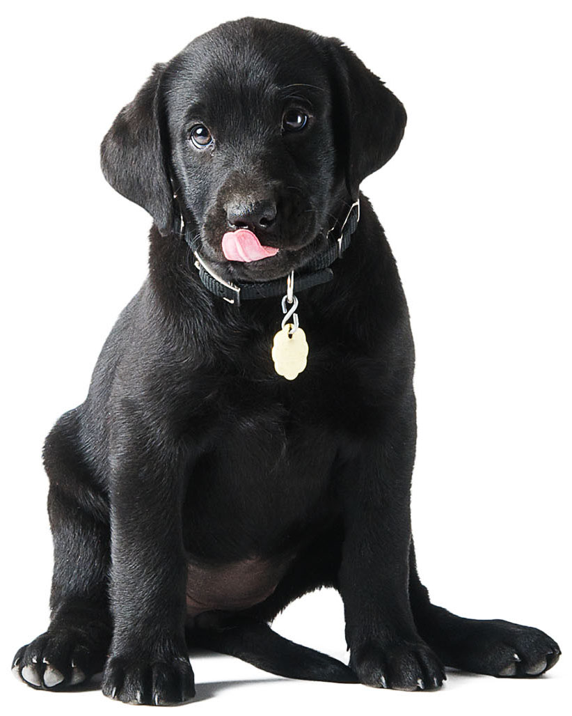 A Black Labrador puppy licks his face.