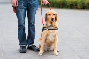 How Service Dogs Help People With Disabilities Travel in Texas
