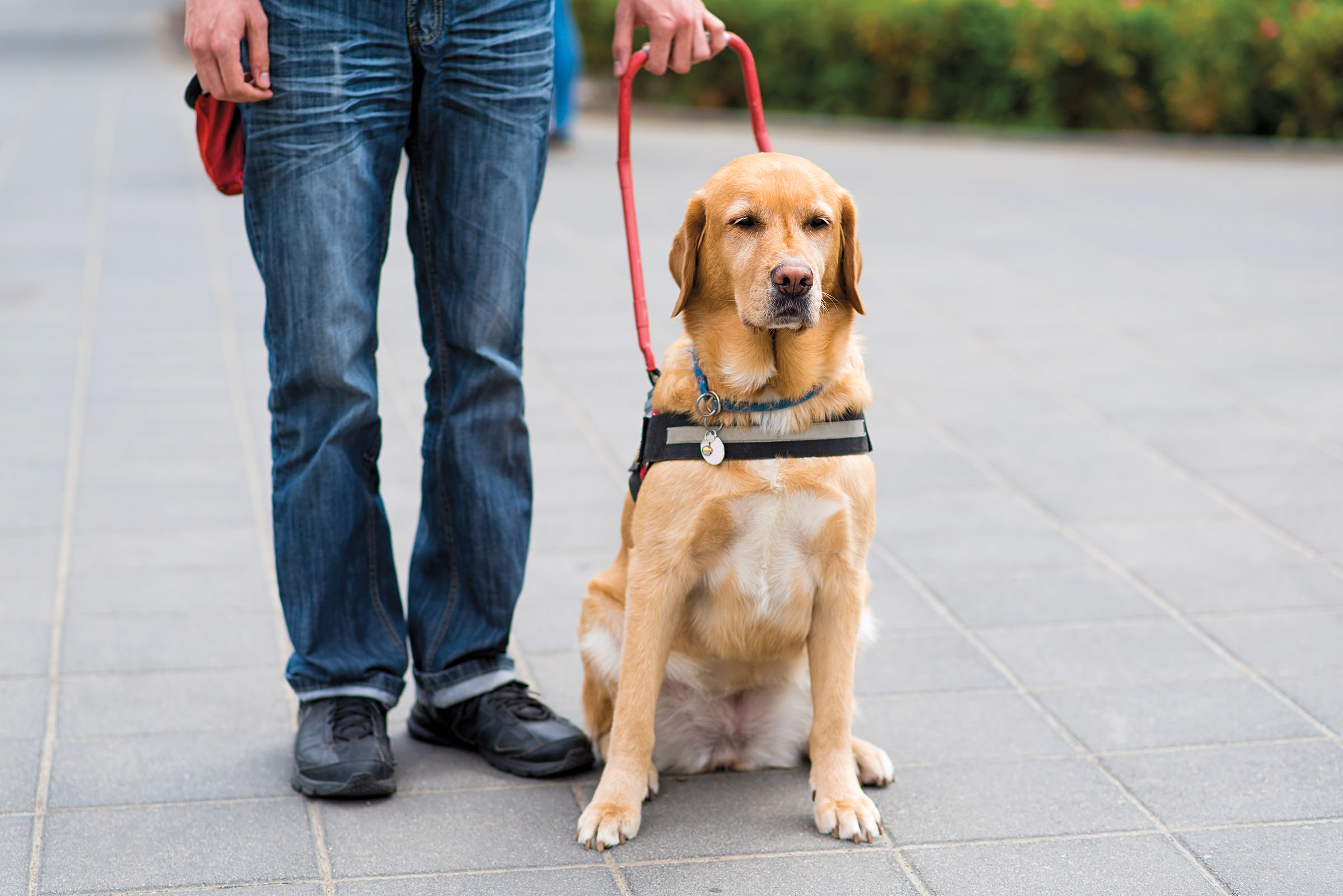 A golden-haired dog sits next to a person hodling them by a red harness