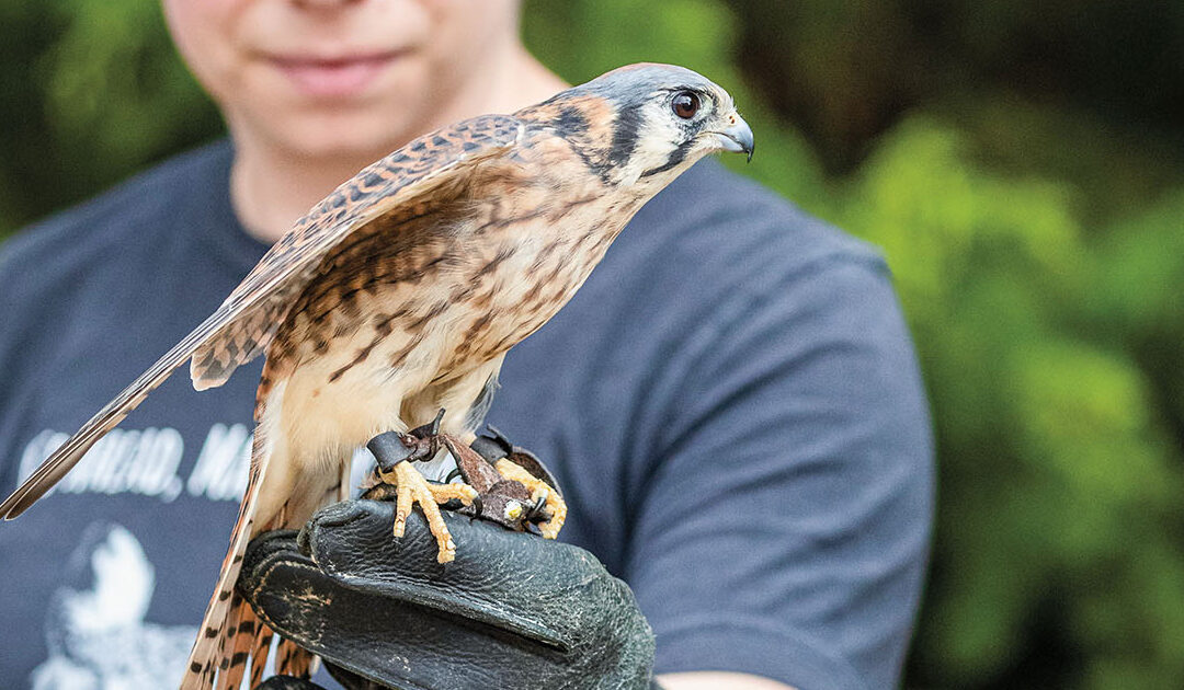 The Blackland Prairie Raptor Center Helps Birds of Prey Find Their Way