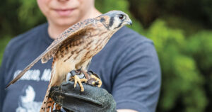 The Blackland Prairie Raptor Center Helps Birds of Prey Find Their Way