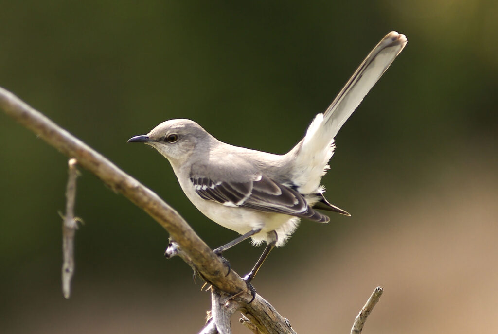 A small bird with a gray back and wings and a white belly perches on a wooden stick