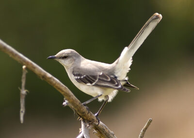 To Kill a Mockingbird—Why It’s Time for Texas to Ditch Its State Bird