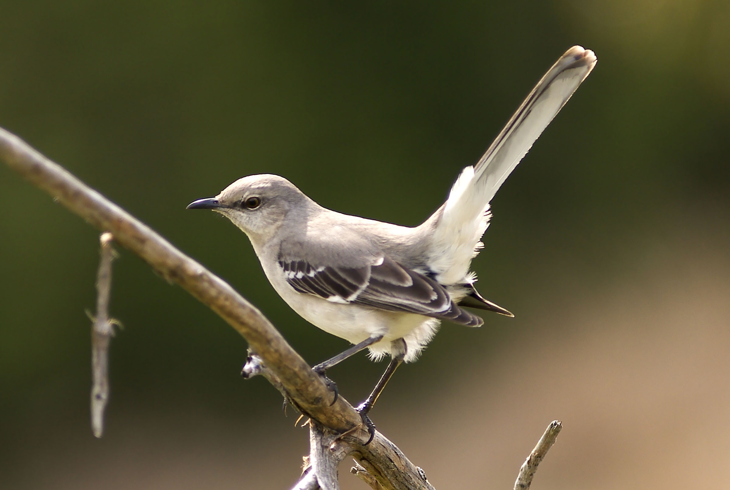 Mockingbird