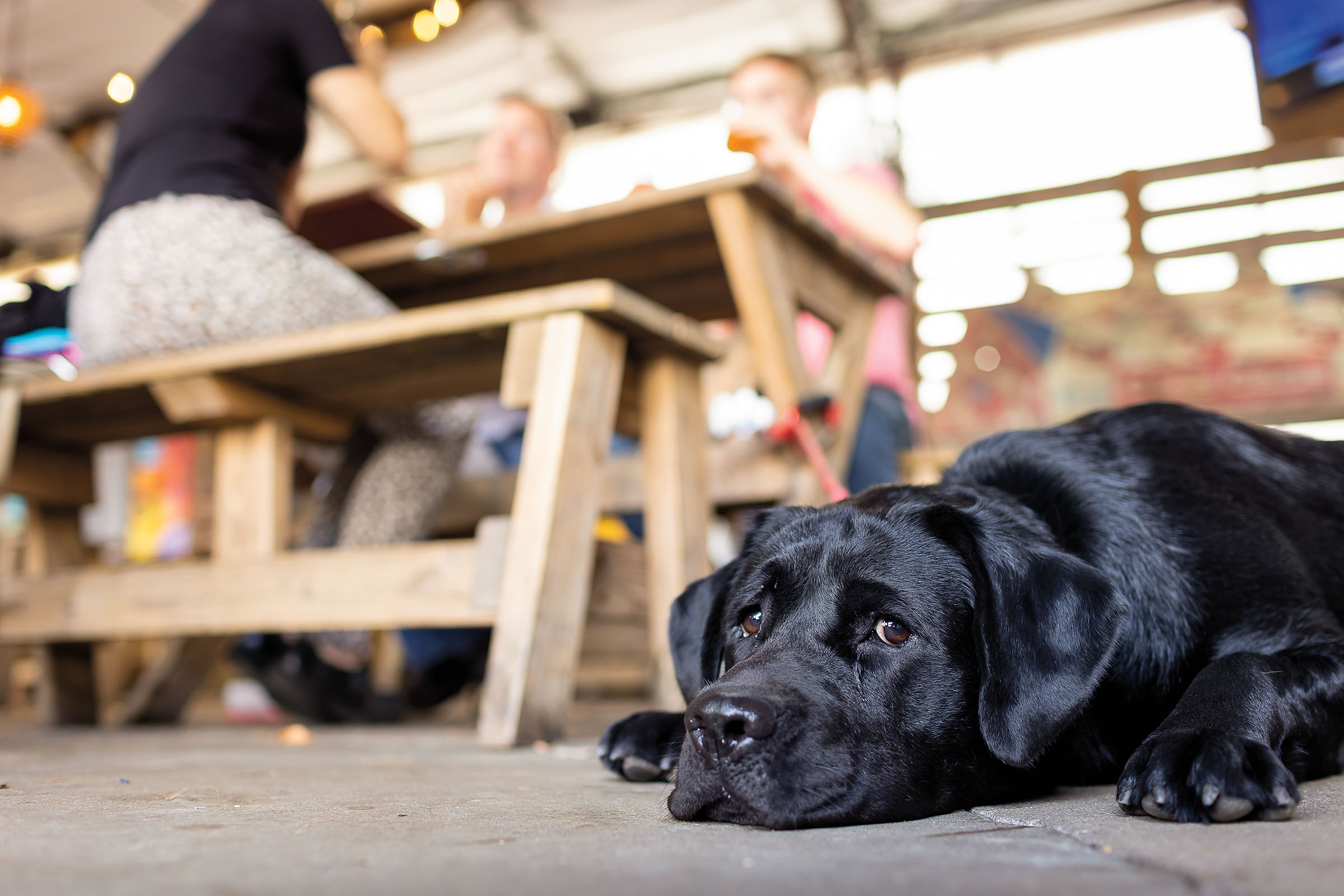 A black lab rests his head and snout on the ground next to a wooden picnic table