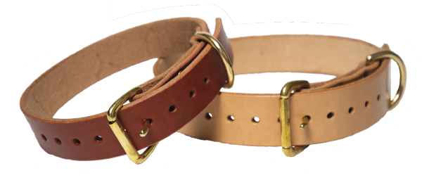 A brown leather pet collar with a gold buckle