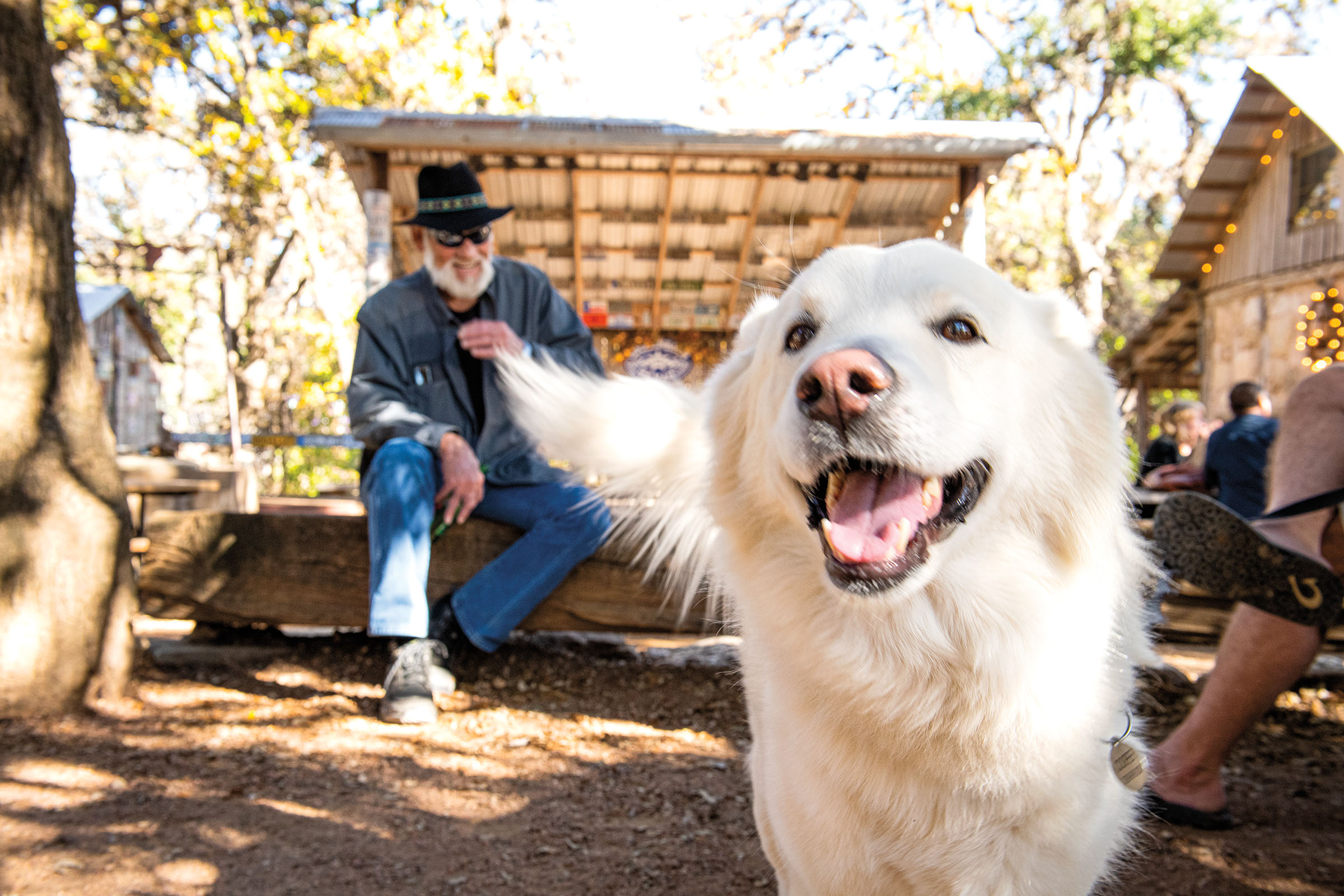 A fluffy white dog looks at the camera while a man in the background laughs