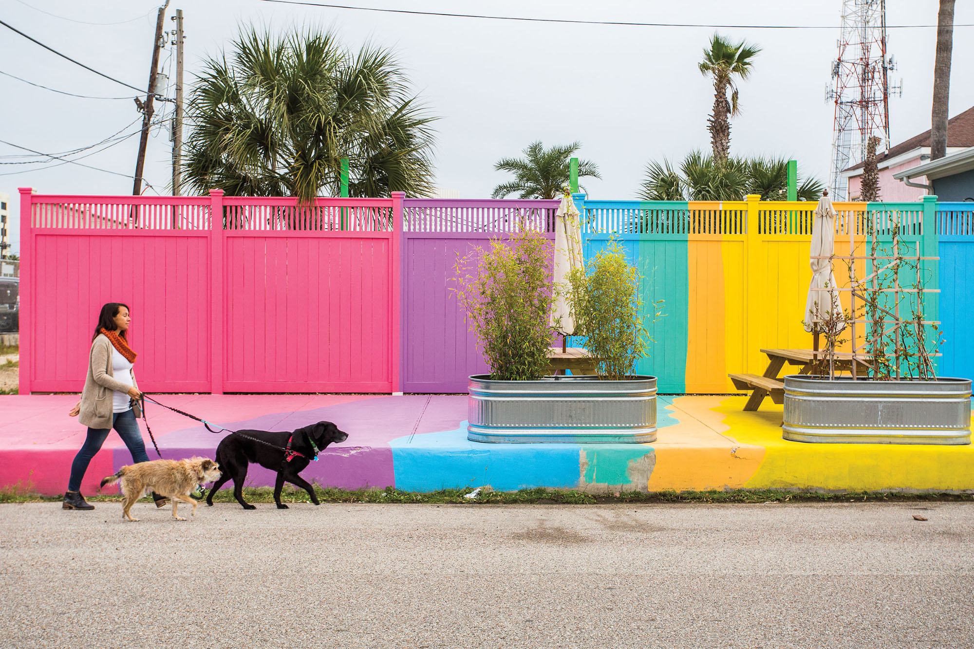 A woman walks a large black dog in front of brightly-colored walls and palm trees under a gray sky in Galveston