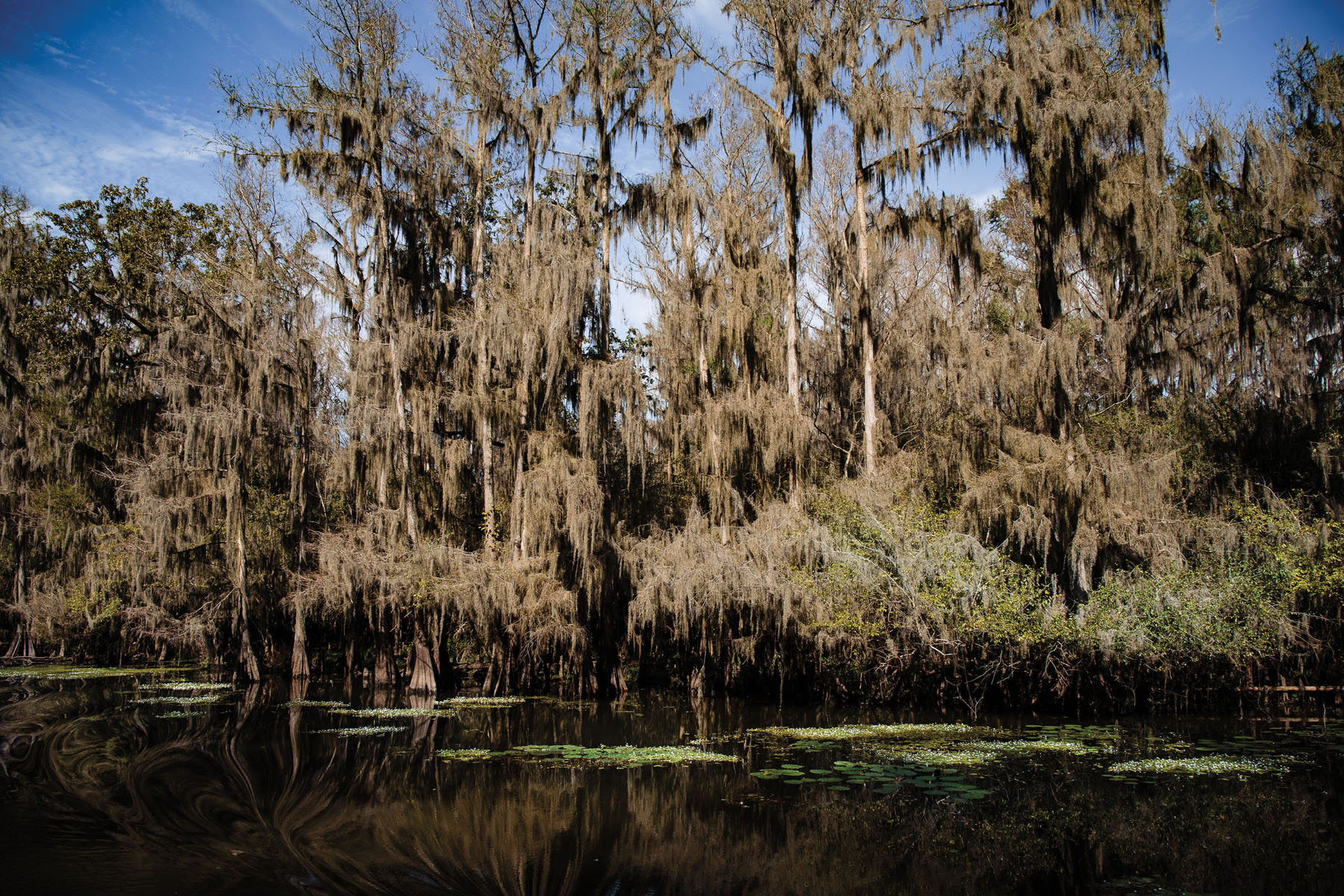 Moss-covered trees surround a lake with dakr water