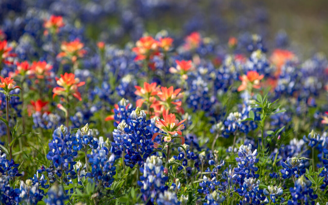 Where to See Texas Wildflowers This Spring