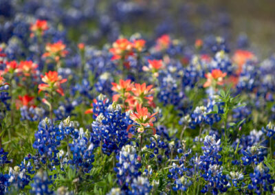 Where to See Texas Wildflowers This Spring