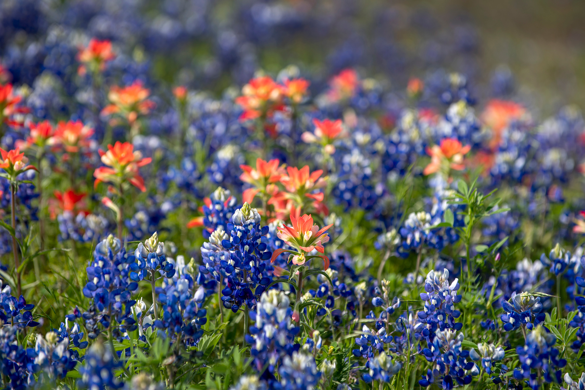 A close-up photograph of bluebonnets and orange flowers in a field in Ellis County near Ennis