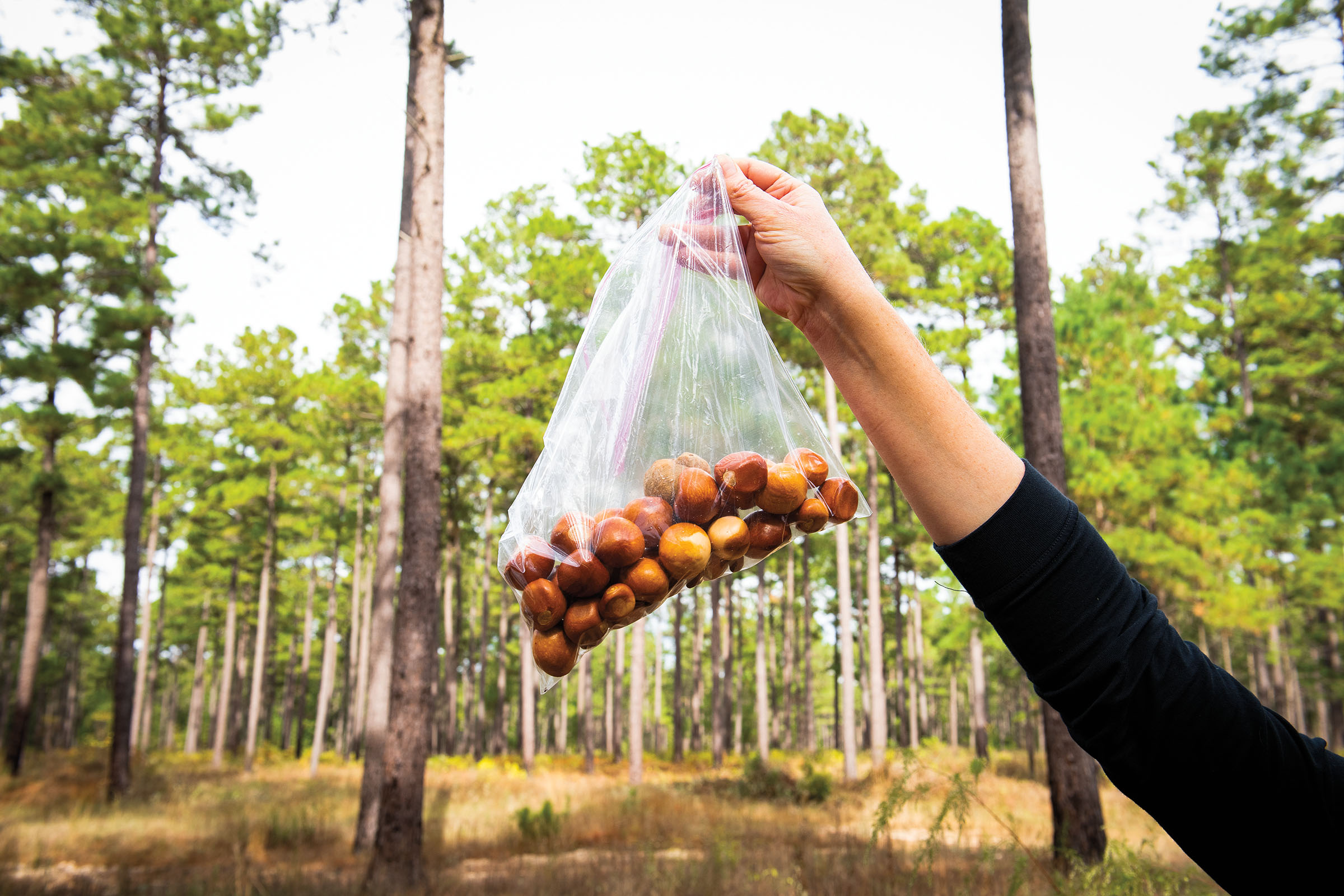 A hand holds up a plastic bag filled with large reddish-brown seeds on a wooded background