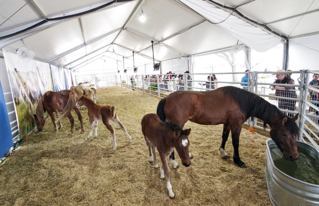 A group of horses, young and old, stand in a tent and drink from a large steel container