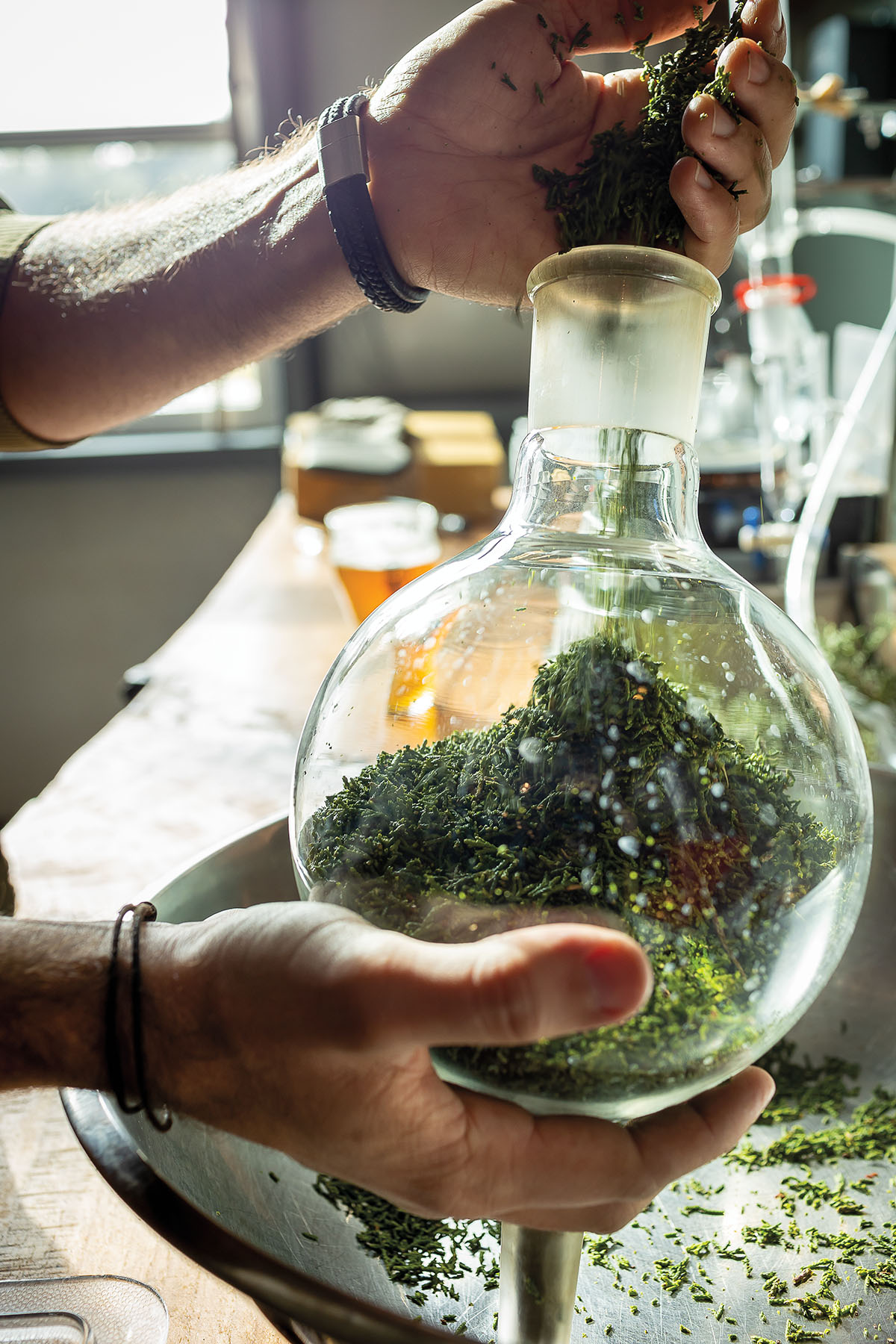 A person's hands put green plant matter into a large glass apparatus