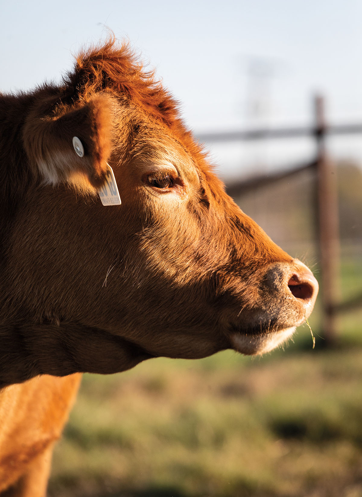 A close-up profile of a brown cow