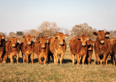 Peeler Farms Is One of Texas’ Premier Purveyors of Wagyu Beef
