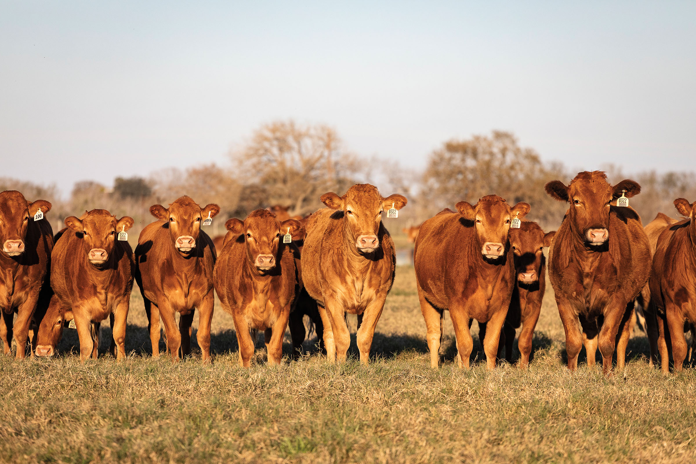 A collection of golden/tan cows stand in a grassy field