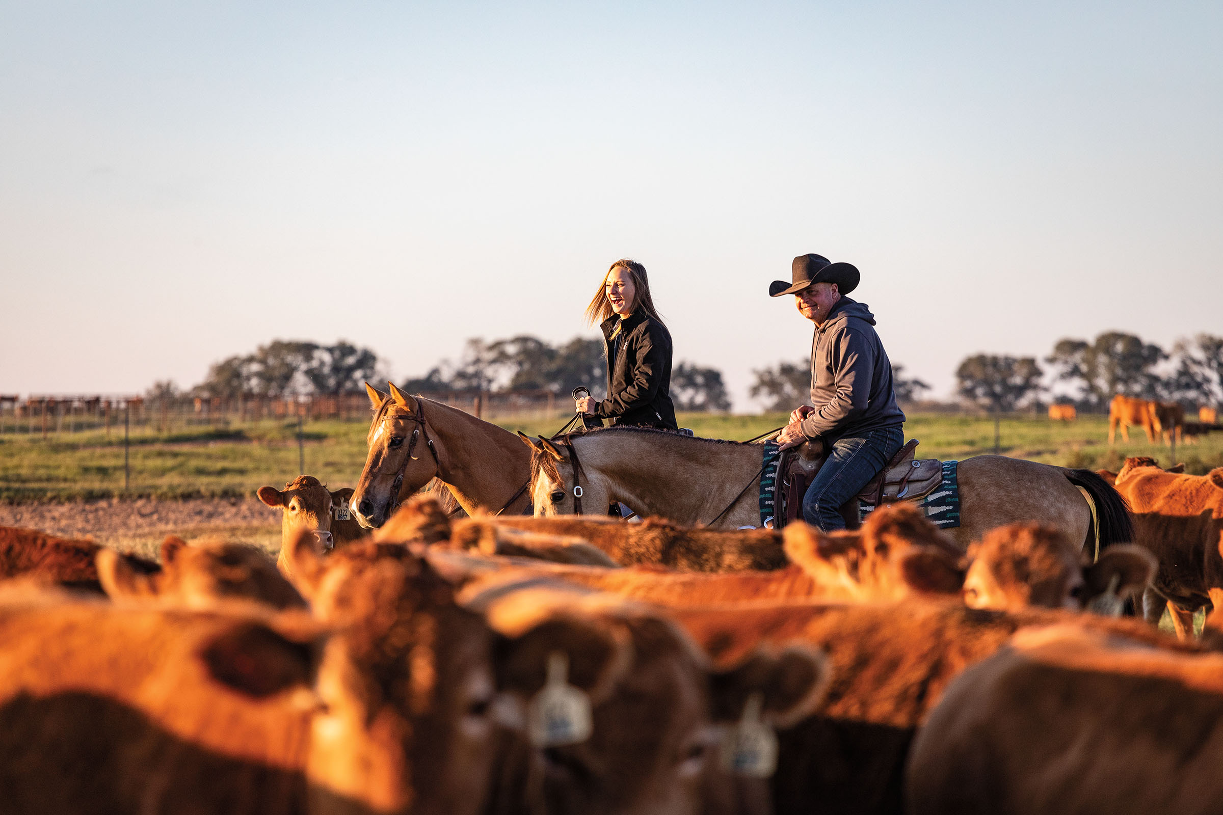 Two people on horseback wrangle a large herd of cattle