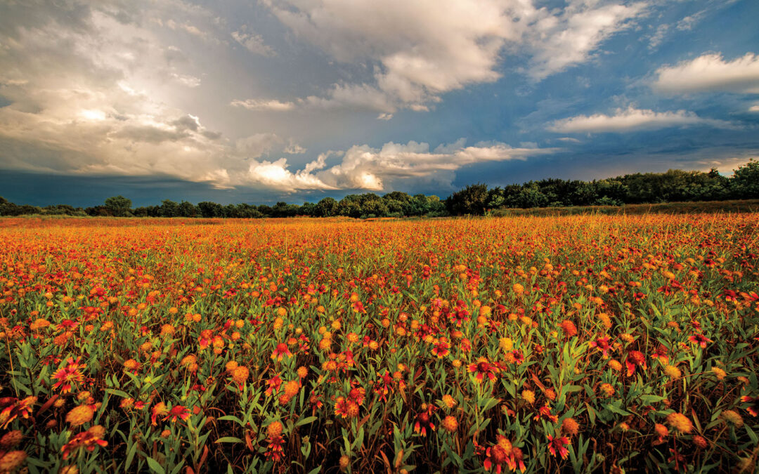 Firewheels Brighten a Springtime Field in South Austin
