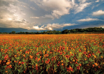 Firewheels Brighten a Springtime Field in South Austin