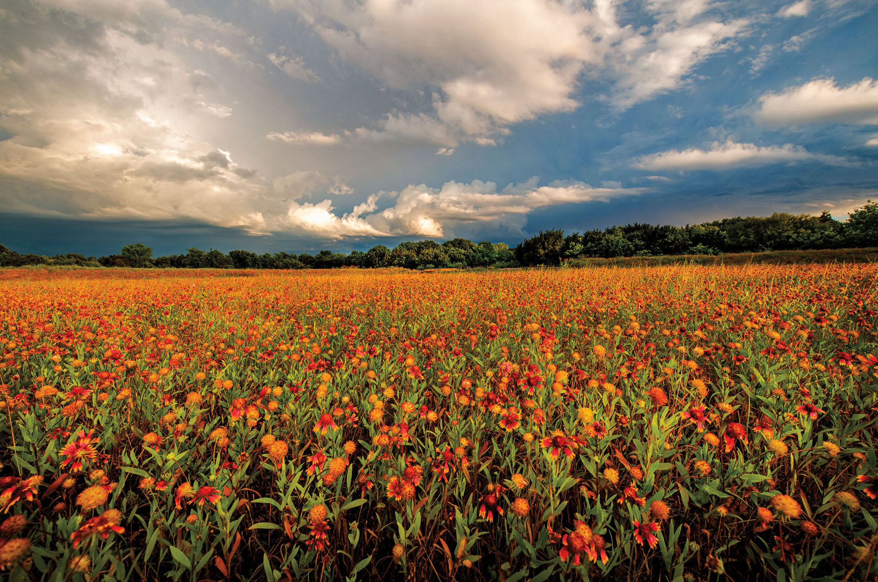 Bright blue sky and white clouds look over a large field of red and orange wildflowers