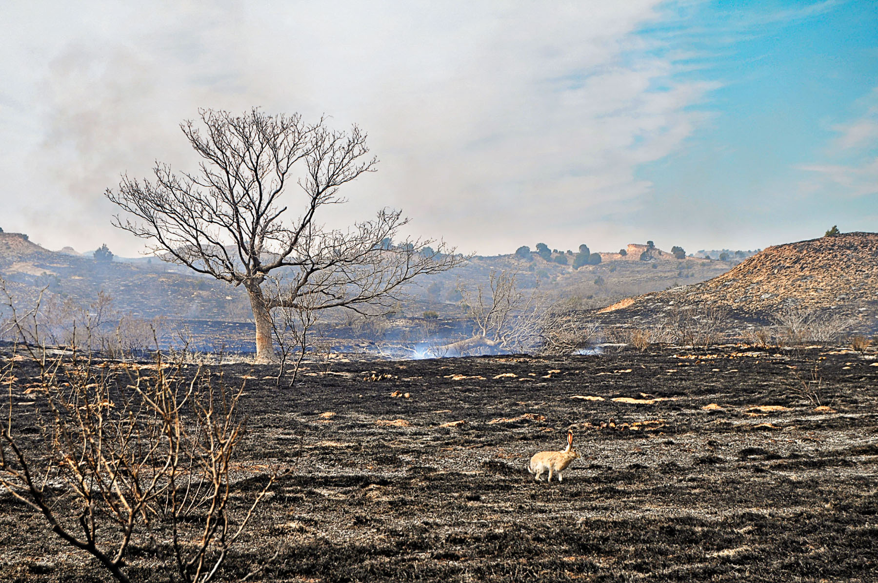 A small jackrabbit looks around a scorched scene next to a burned tree, with a small plume of smoke in the background