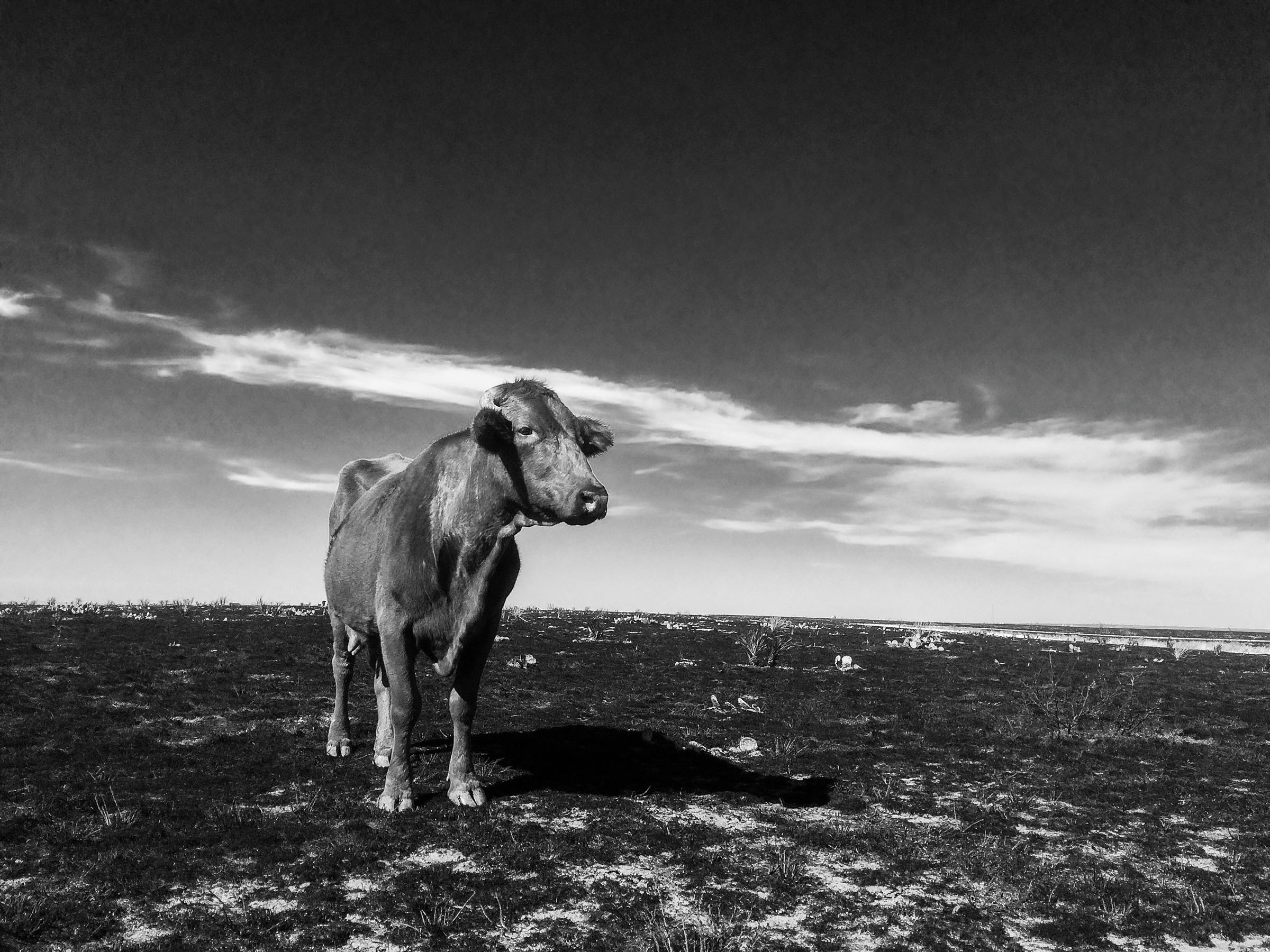 A cow stands on a stark, fire=burned landscape under a large sky