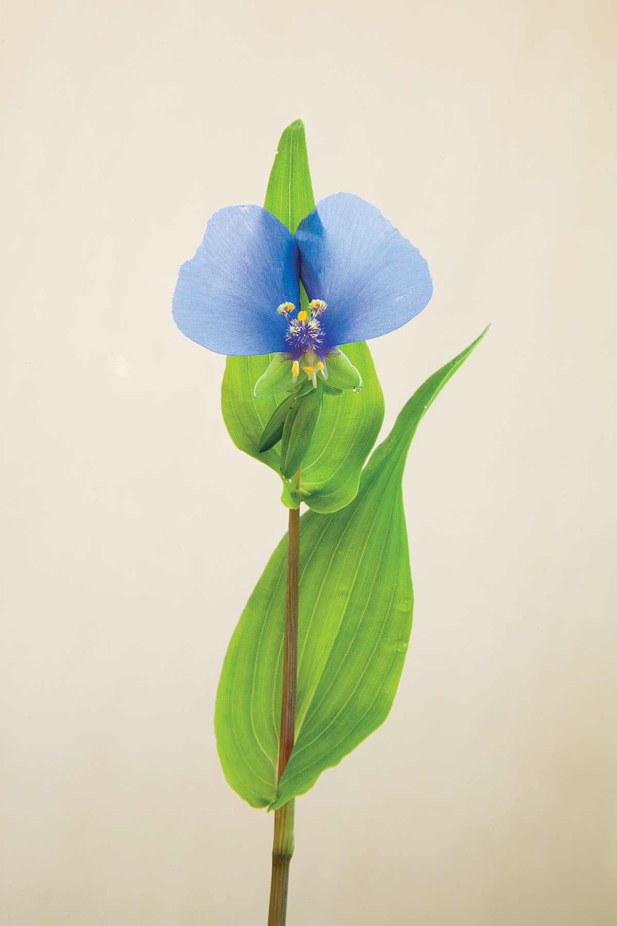 An elegant photograph of a baby-blue flower with green leaves on an off-white background