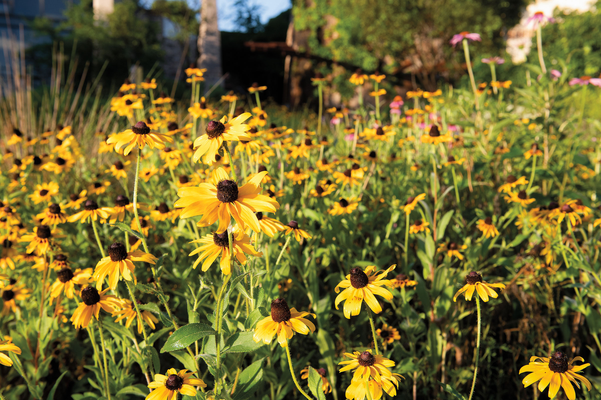 A field of bright yellow flowers and green leaves