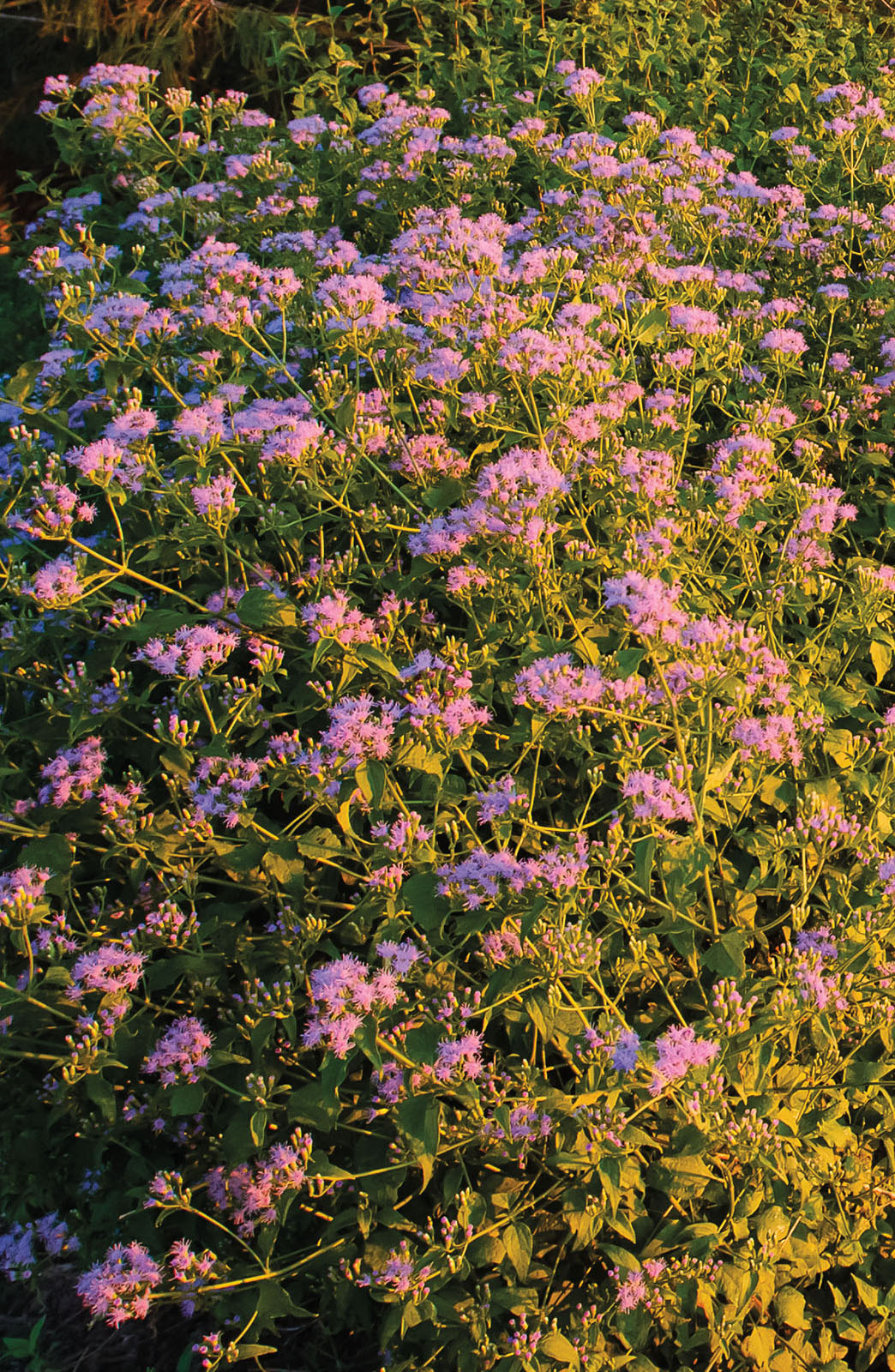 A large collection of purple flowers adorn a bush-like plant next to green grass