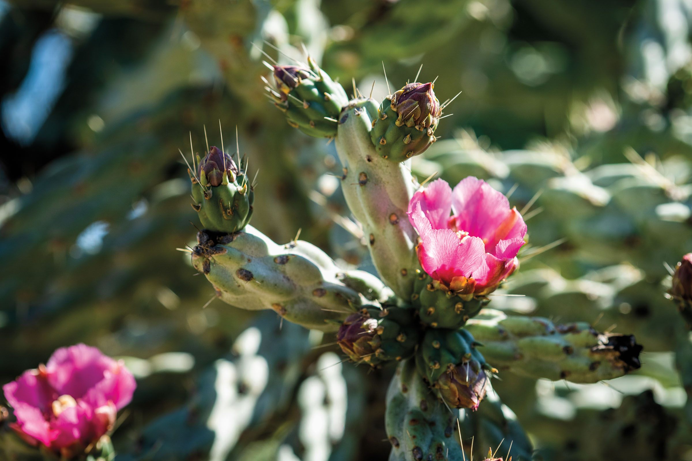 A bright pink flower grows from a spiny grreen cactus in a field of cacti.