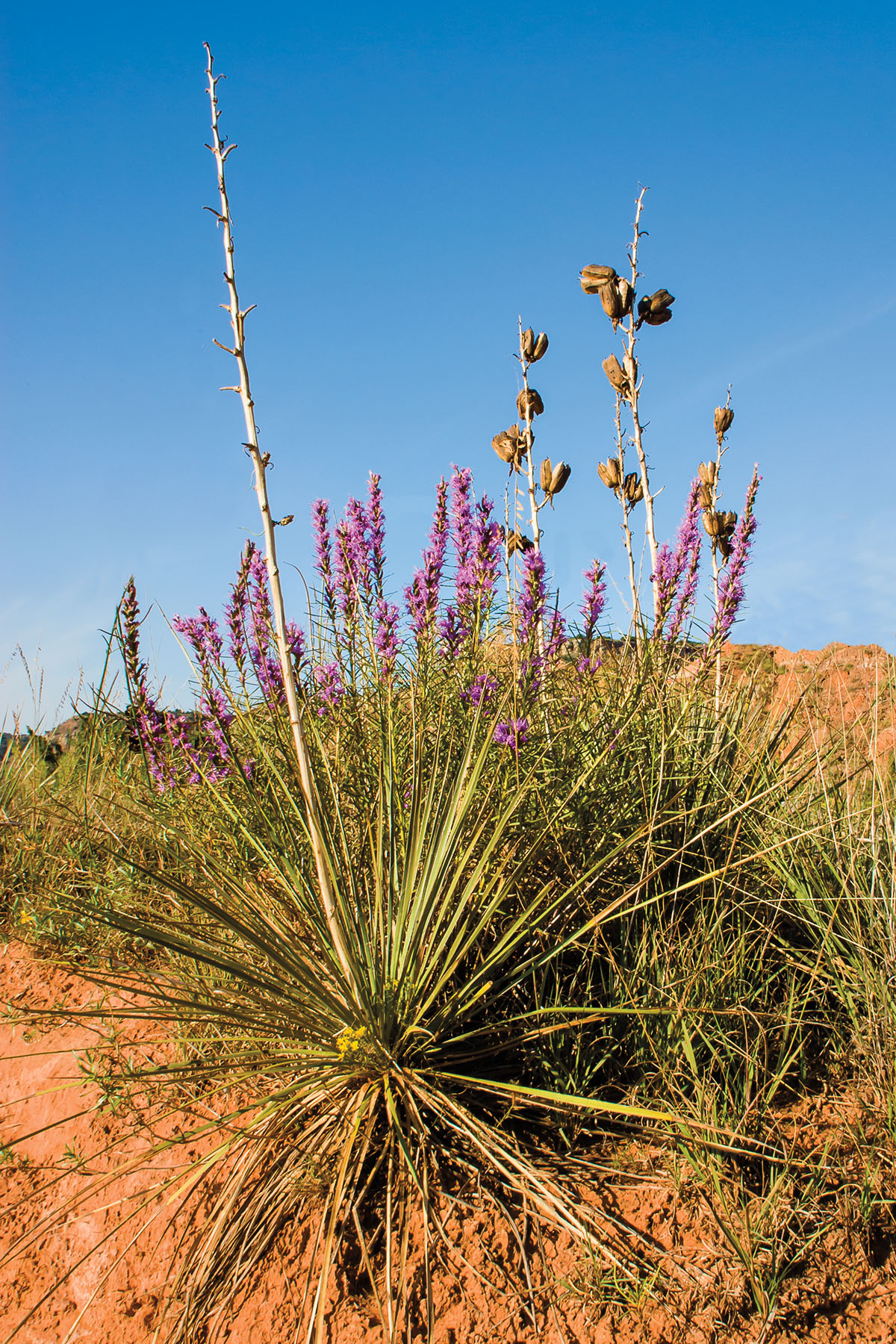 Tall purple flowers grow from the vines of a yucca plant