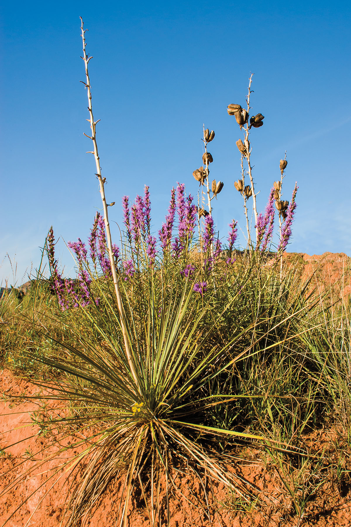 2021 Wildflower Guide — Friends Of Government Canyon