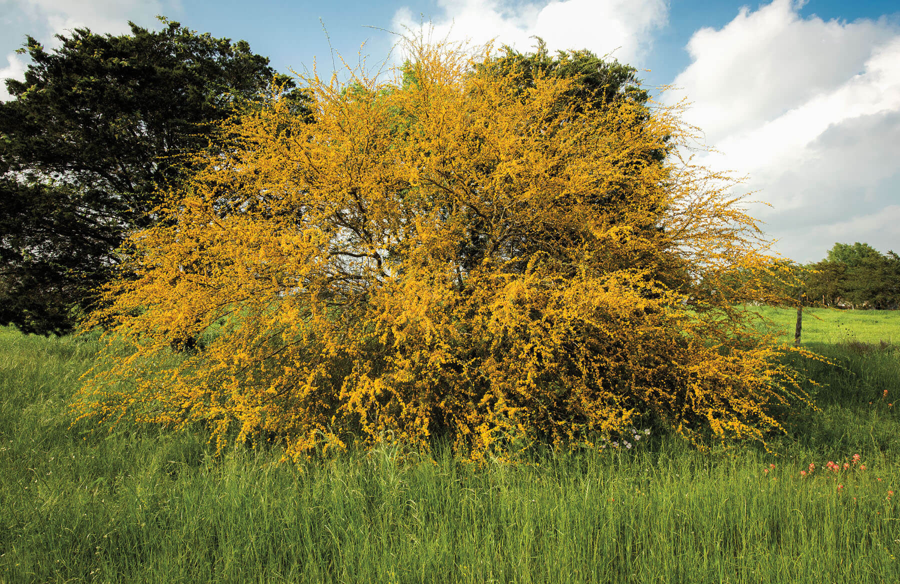 Golden branches of a huisache tree stand out in front of a green tree background in tall grass