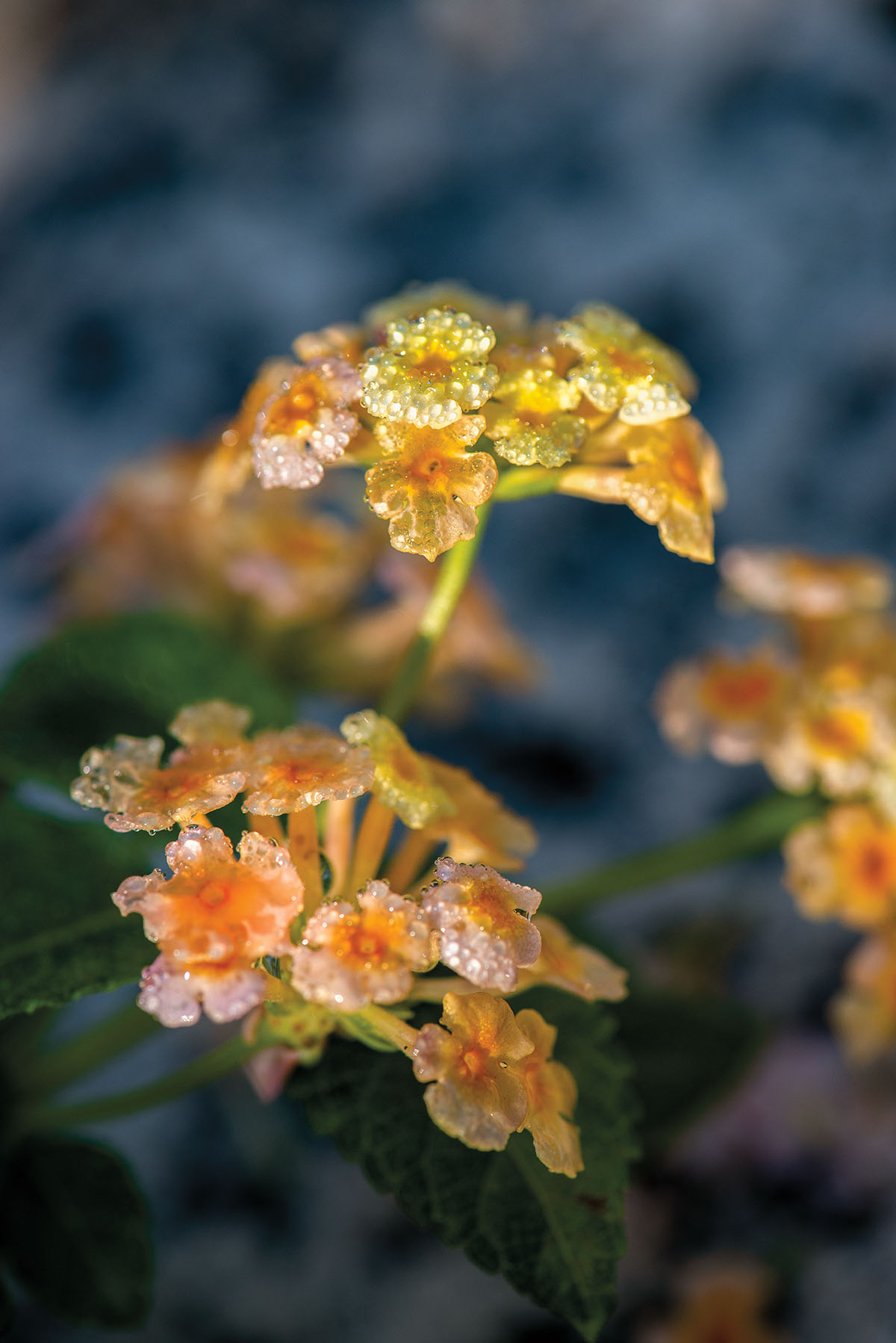 Golden yellow blooms with droplets of water