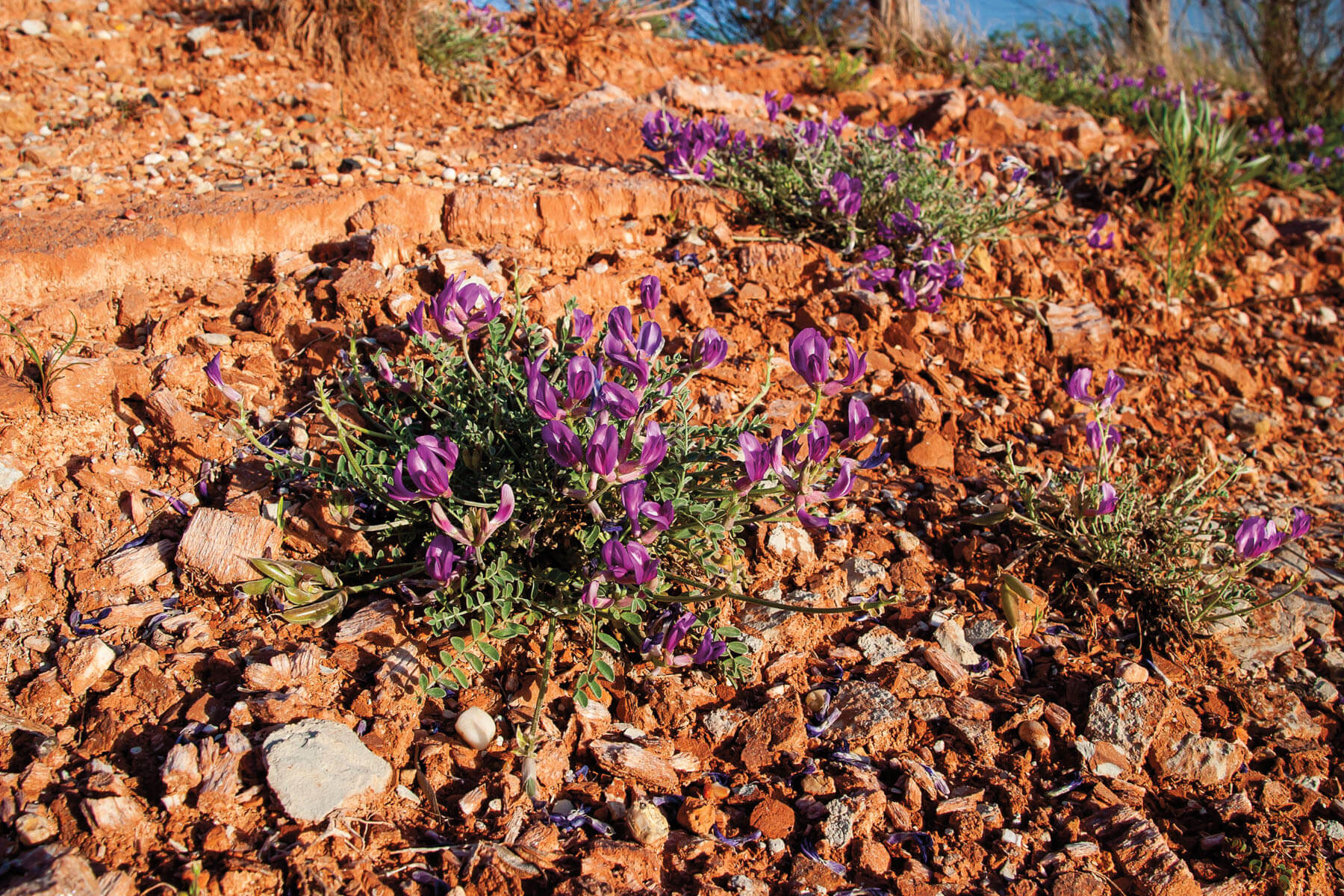 Small purple flowers on a grreen plant grow from a rocky red desert landscape.