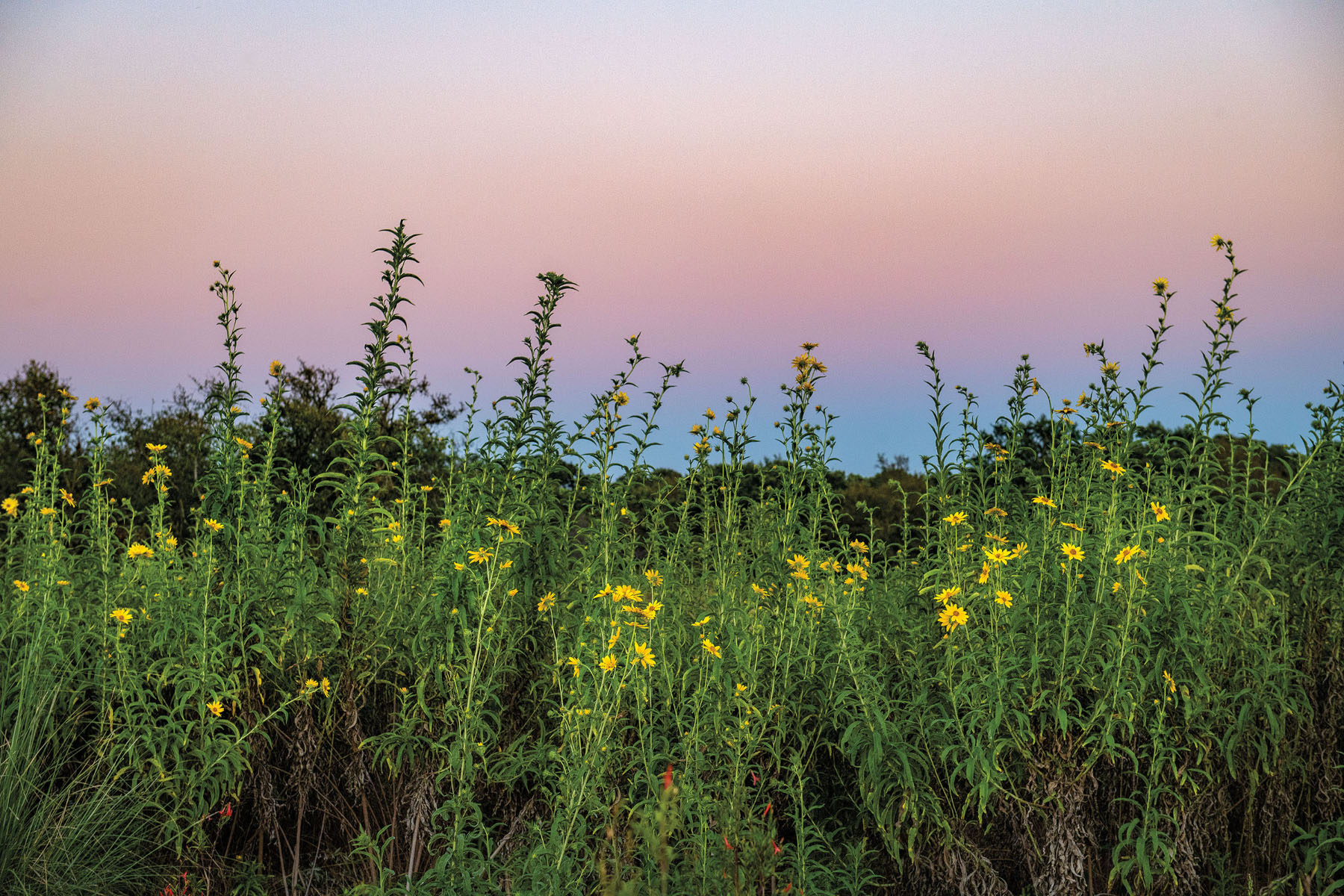 Tall, green stems with yellow flowers grow in front of a pink and blue sunset