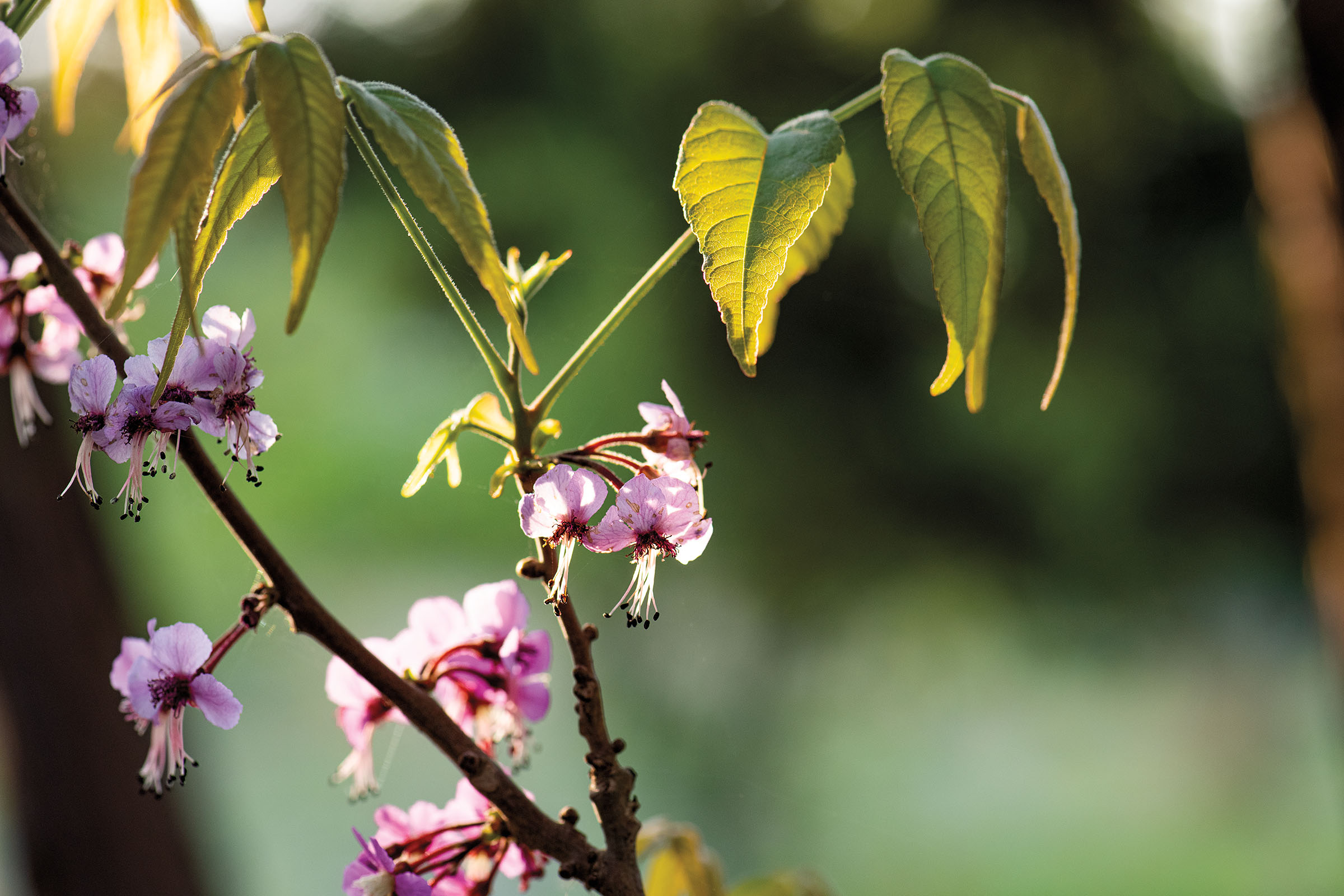 Dainty purple flowers with long stems grow from a wooden stalk and green leaves