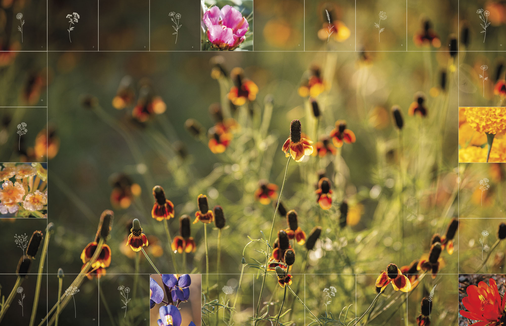 A scene of Mexican Hat wildflowers surrounded by small illustrations and photos of other wildflowers
